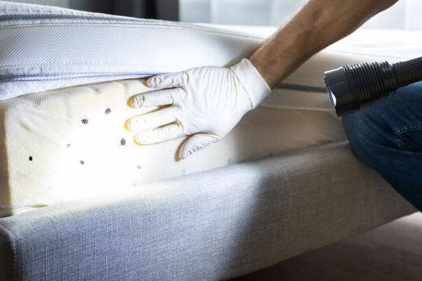Best Ant Control Services  in Brecksville, OH