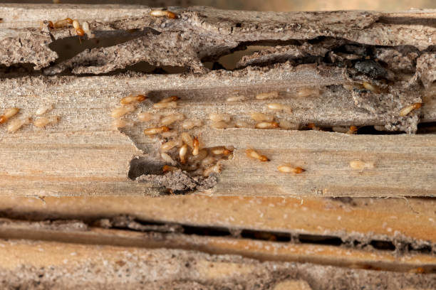 Reliable Brecksville, OH Pest Control Solutions